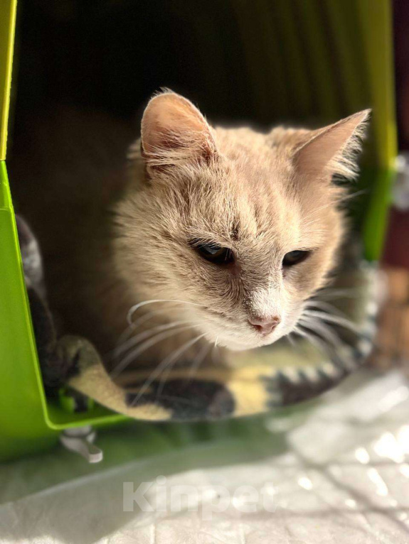 Кошки в Санкт-Петербурге: Старая кошечка ищет дом Девочка, Бесплатно - фото 1