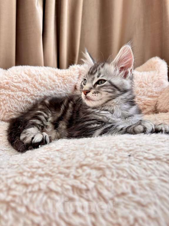 Кошки в Калининграде: Чистокровный котенок Мэйкун / ns22 Мальчик, 45 000 руб. - фото 5