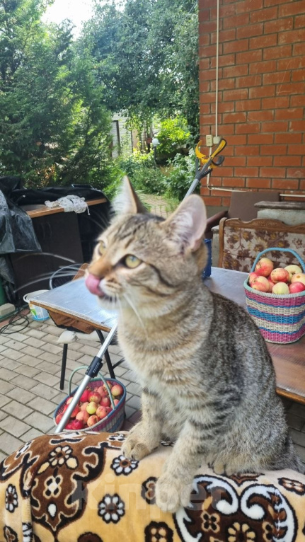 Кошки в Москве: Отдам котенка. Девочка, Бесплатно - фото 3
