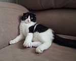 Кошки в Ярославле: Шотландская вислоухая короткошёрстная девочка  Девочка, 25 000 руб. - фото 5