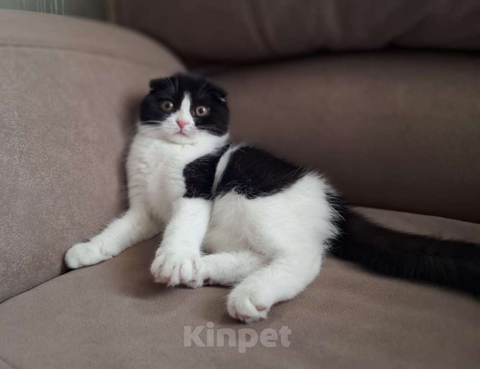 Кошки в Ярославле: Шотландская вислоухая короткошёрстная девочка  Девочка, 25 000 руб. - фото 5