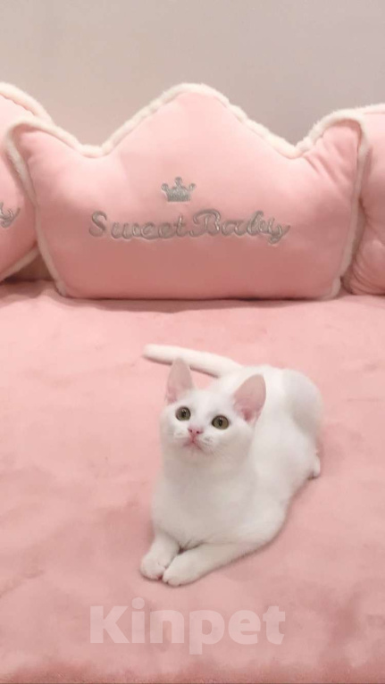 Кошки в Москве: Котёнок  Девочка, 8 000 руб. - фото 6