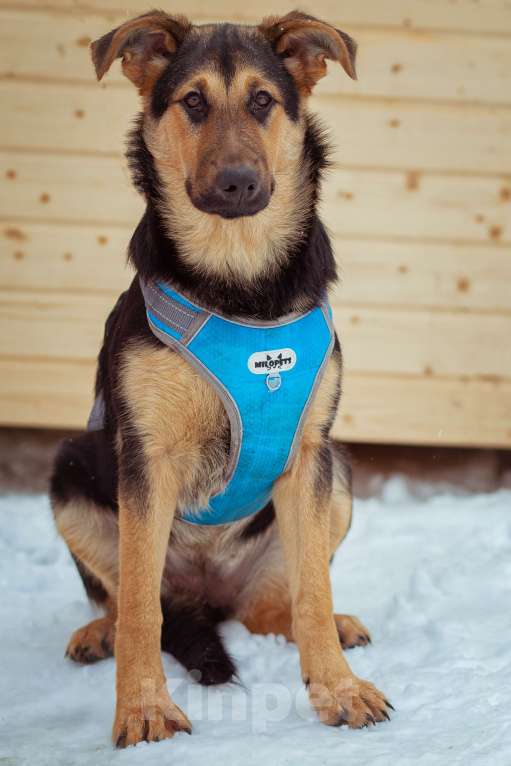 Собаки в Москве: щенок Чупа в добрые руки Девочка, Бесплатно - фото 6