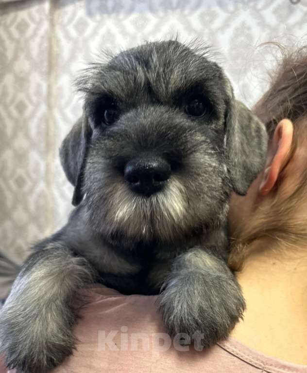 Собаки в Казани: Шнауцер щенки Девочка, Бесплатно - фото 1