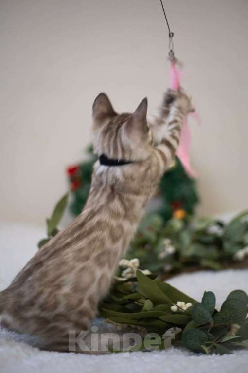 Кошки в Нижнекамске: Атлас Мальчик, Бесплатно - фото 5