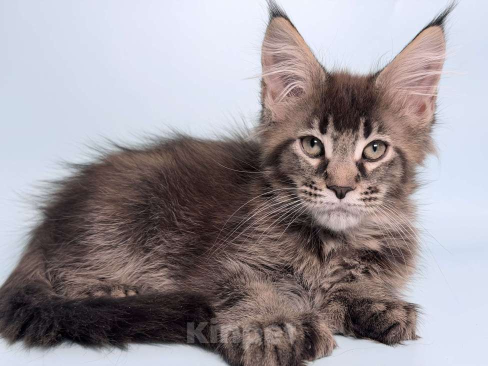 Кошки в других городах Московской области: Очаровательная полидевочка Девочка, 40 000 руб. - фото 5