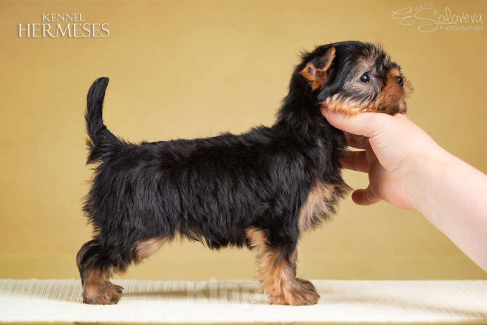 Собаки в Санкт-Петербурге: Мальчик йоркширский терьер Мальчик, 50 000 руб. - фото 1