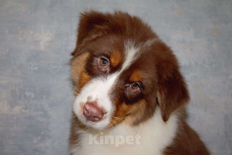 Собаки в других городах Московской области: Австралийская овчарка Мальчик, 50 000 руб. - фото 4