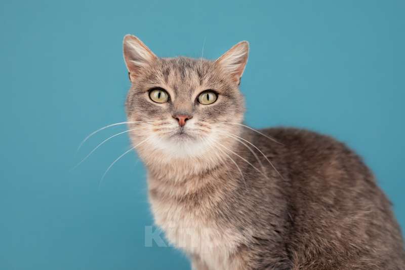 Кошки в Москве: Метис британской породы Вера в добрые руки Девочка, Бесплатно - фото 2