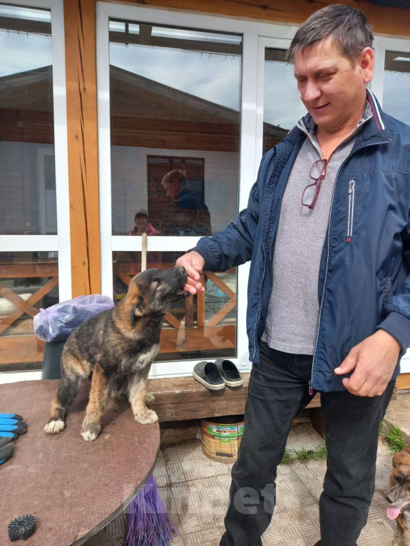 Собаки в других городах Пермского края: Отдам в хорошие руки Девочка, Бесплатно - фото 4