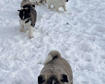 Собаки в Серпухове: Медвежата  Девочка, 15 000 руб. - фото 9
