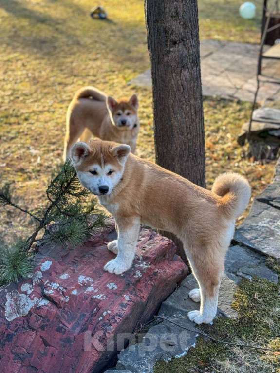 Собаки в Москве: Щенки Акита Ину Мальчик, 35 000 руб. - фото 8