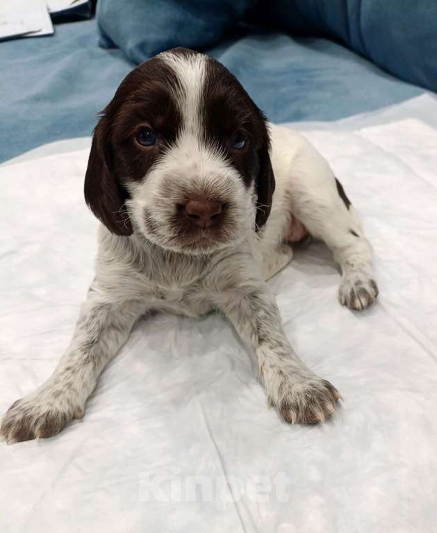 Собаки в других городах Новосибирской области: Девочка Девочка, 10 000 руб. - фото 1