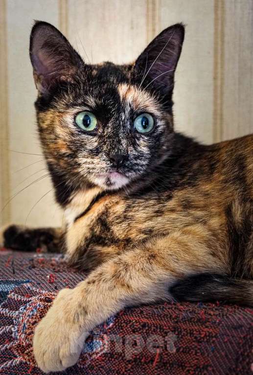 Кошки в Москве: Милая Мишель ищет любящий дом после трагических потерь Девочка, Бесплатно - фото 3