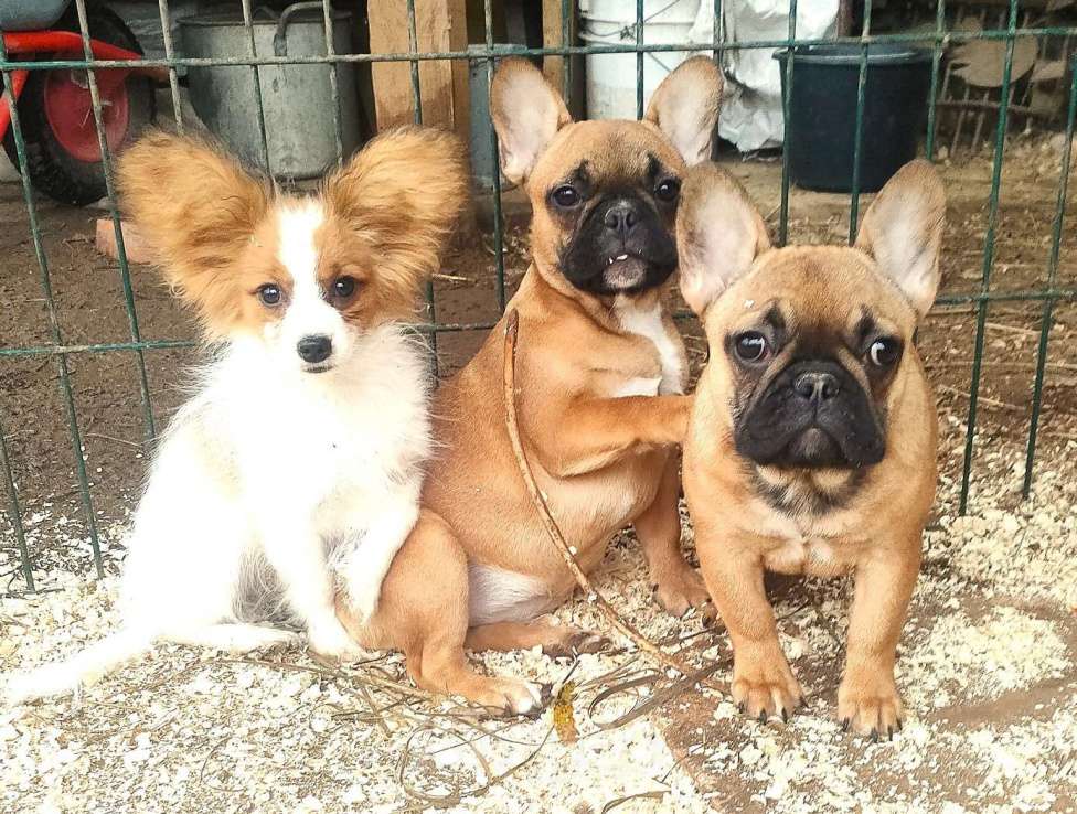 Собаки в Красноармейске: Щенки папийона Мальчик, 35 000 руб. - фото 5