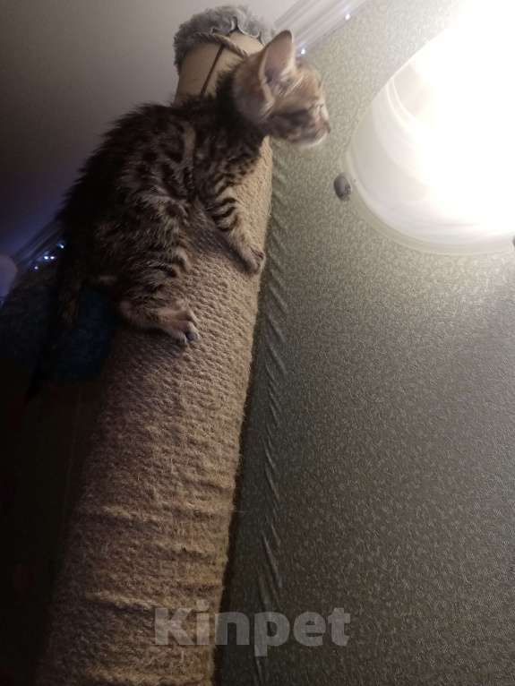 Кошки в Самаре: Бенгальские котята 2 мальчика и 2 девочки Девочка, 8 000 руб. - фото 3