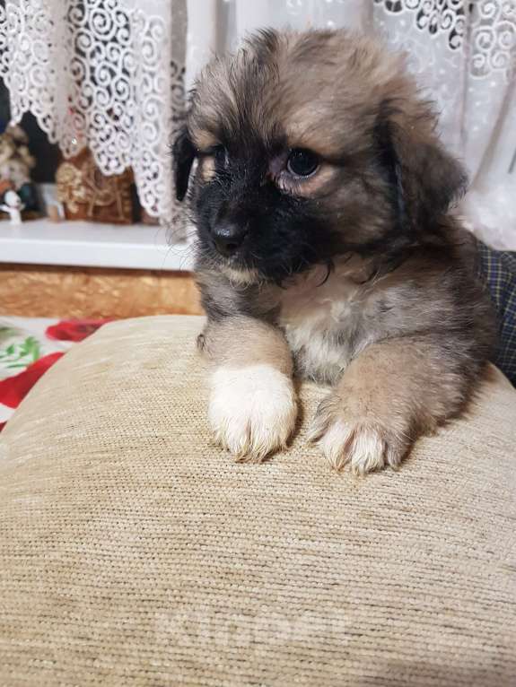 Собаки в Саке: ГолландскийТюльпхонд-Спаниель Девочка, Бесплатно - фото 3