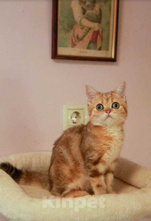 Кошки в Москве: Ценителям золота Мальчик, 40 000 руб. - фото 3