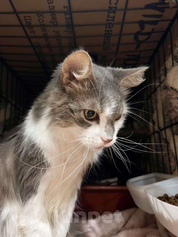 Кошки в Москве: Графиня - пушистая кошечка в добрые руки Девочка, Бесплатно - фото 5