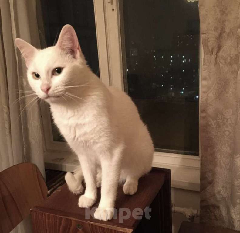 Кошки в Москве: Бедный Альбус. Белый кот в добрые руки. Девочка, Бесплатно - фото 8