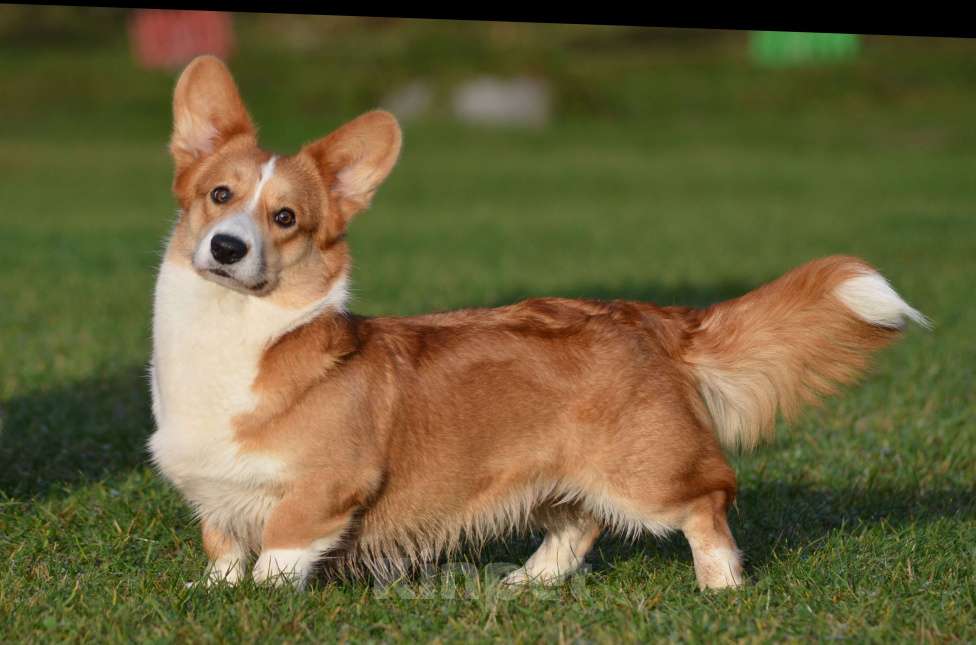 Собаки в других городах Московской области: Василисе нужен свой человек.. Девочка, 15 000 руб. - фото 4