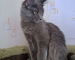 Кошки в Москве: Котенок мейн-кун девочка Девочка, 20 000 руб. - фото 7