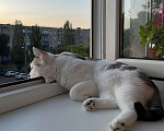 Кошки в Ишимбае: Миса Девочка, Бесплатно - фото 9