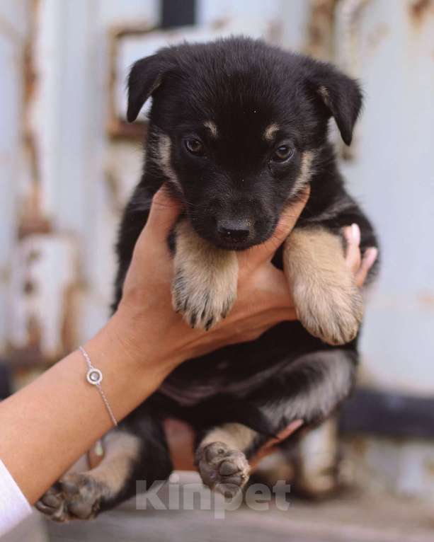 Собаки в Москве: Щенки - девочки ищут дом! Девочка, Бесплатно - фото 7