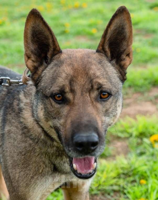 Собаки в Москве: Собака-счастье по имени Марсик Мальчик, Бесплатно - фото 4