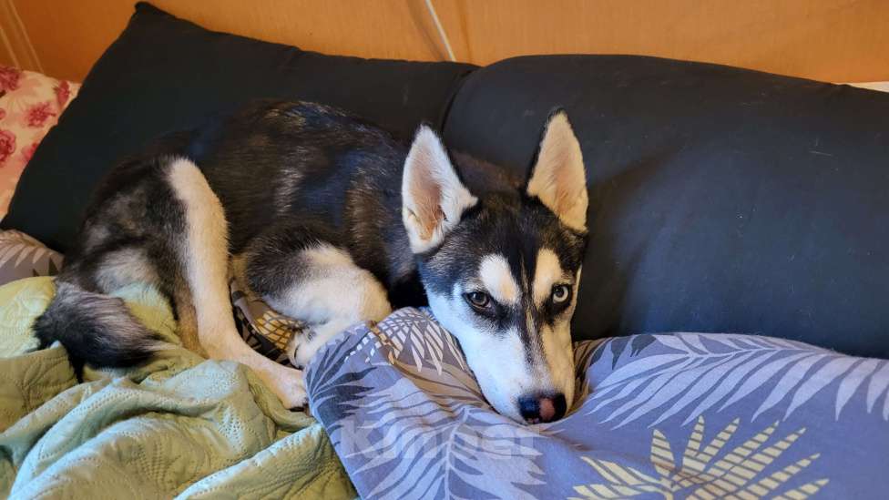 Собаки в Санкт-Петербурге: Щенок Сибирской Хаски по кличке Зена Девочка, 1 000 руб. - фото 3