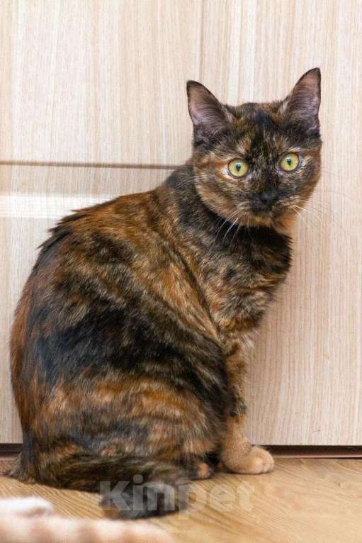 Кошки в Люберцах: Эксклюзивная милота - Пятнашка Девочка, Бесплатно - фото 7