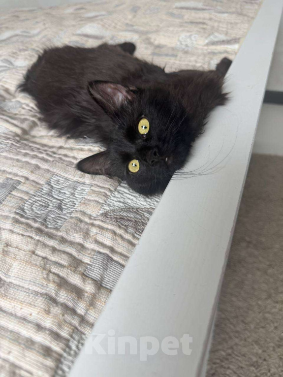 Кошки в Москве: Маленькая пушистая Совушка ищет маму-папу Девочка, Бесплатно - фото 2