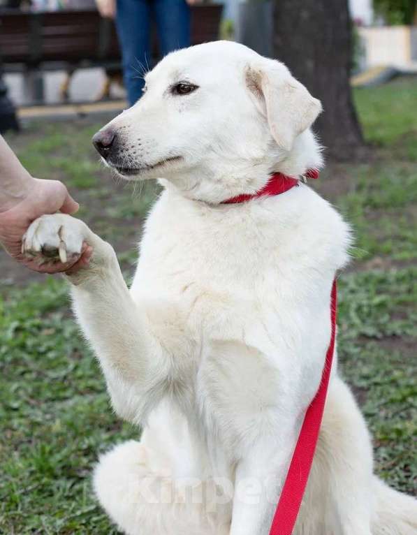 Собаки в Москве: Белый, метис лабрадора в дар Мальчик, Бесплатно - фото 2