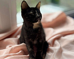 Кошки в Москве: Котята - девочки ищут дом! Девочка, Бесплатно - фото 10