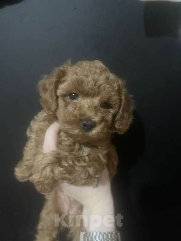 Собаки в Санкт-Петербурге: Щенки Той-пуделя Девочка, 80 000 руб. - фото 3