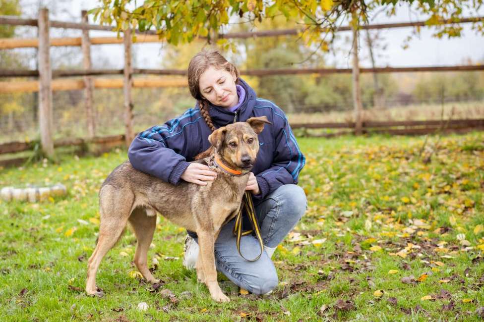 Собаки в Москве: Собака из приюта ищет дом и семью Мальчик, Бесплатно - фото 6