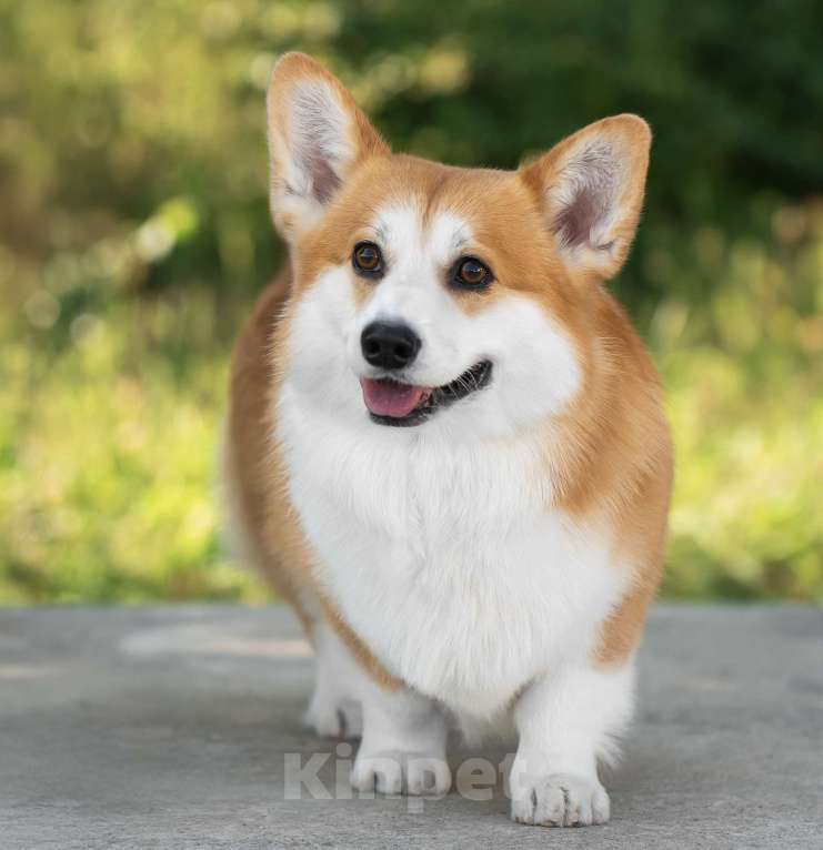 Собаки в Краснодаре: Породный щенок вельш корги пемброк мальчик Мальчик, Бесплатно - фото 6