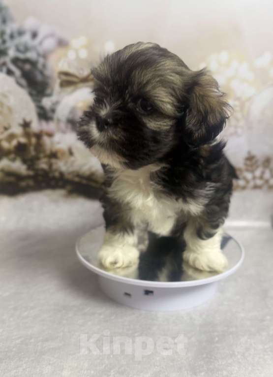 Собаки в Смоленске: Мальчик  Мальчик, 25 000 руб. - фото 1