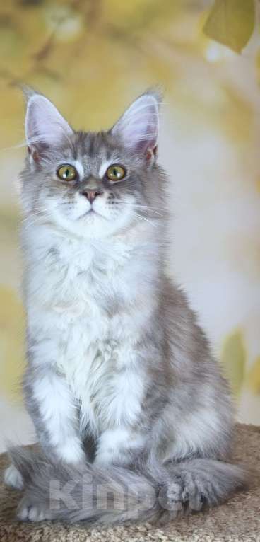 Кошки в Нижнем Новгороде: Дебора Девочка, 40 000 руб. - фото 2