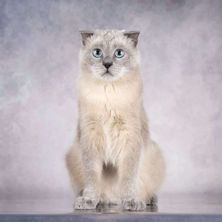 Кошки в Москве: Шотландский вислоухий голубоглазый блю пойнт Мустафа в дар Мальчик, 1 руб. - фото 2