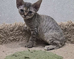Кошки в Владимире: Кошечка Девон-Рекс Девочка, 55 000 руб. - фото 3