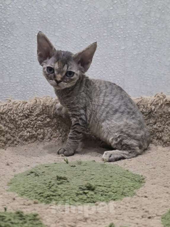 Кошки в Владимире: Кошечка Девон-Рекс Девочка, 55 000 руб. - фото 3