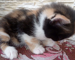 Кошки в Симферополе: Крошка чепрачная окраска трехцветная Девочка, Бесплатно - фото 1