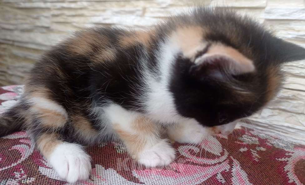 Кошки в Симферополе: Крошка чепрачная окраска трехцветная Девочка, Бесплатно - фото 1