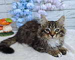 Кошки в Астрахани: Сибирский котик Мальчик, 35 000 руб. - фото 3
