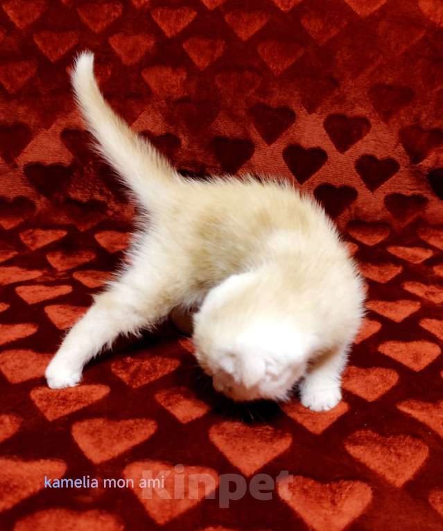 Кошки в Санкт-Петербурге: Шотландские котята с документами Мальчик, Бесплатно - фото 3