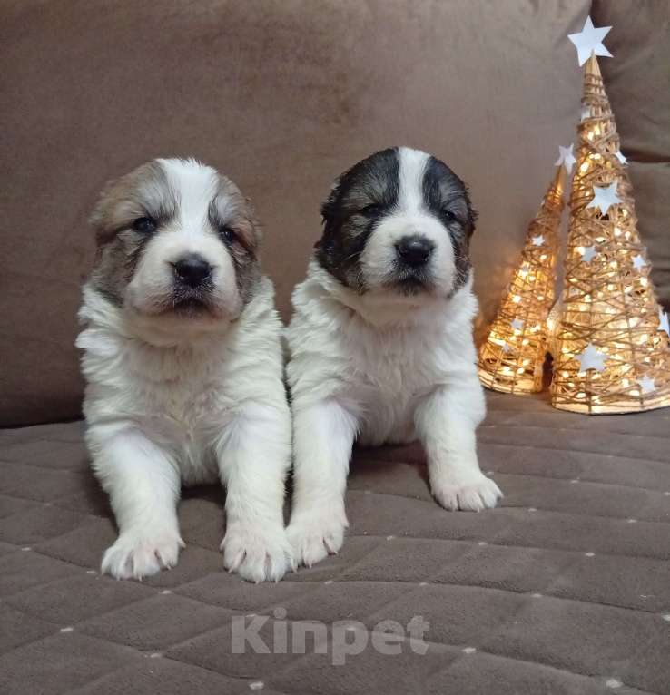 Собаки в Печоре: Щенки САО Девочка, 30 000 руб. - фото 2