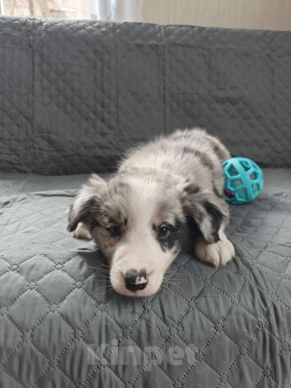 Собаки в Новосибирске: Бордер Колли Мальчик, 55 000 руб. - фото 1