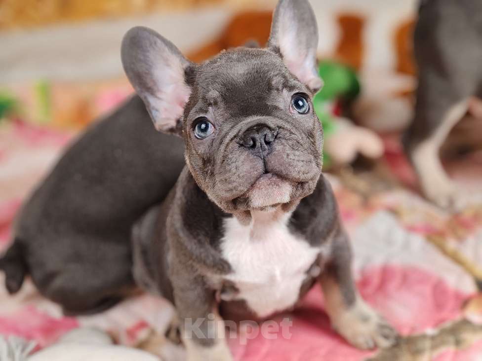 Собаки в Санкт-Петербурге: Шикарная голубая девочка Девочка, 70 000 руб. - фото 7