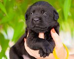 Собаки в Челябинске: Щенок чёрного лабрадора жёлтый ошейник 1 месяц Мальчик, 50 000 руб. - фото 3